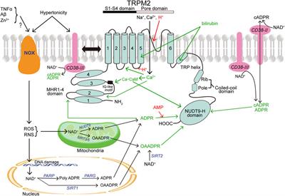 Cell death induction and protection by activation of ubiquitously expressed anion/cation channels. Part 3: the roles and properties of TRPM2 and TRPM7